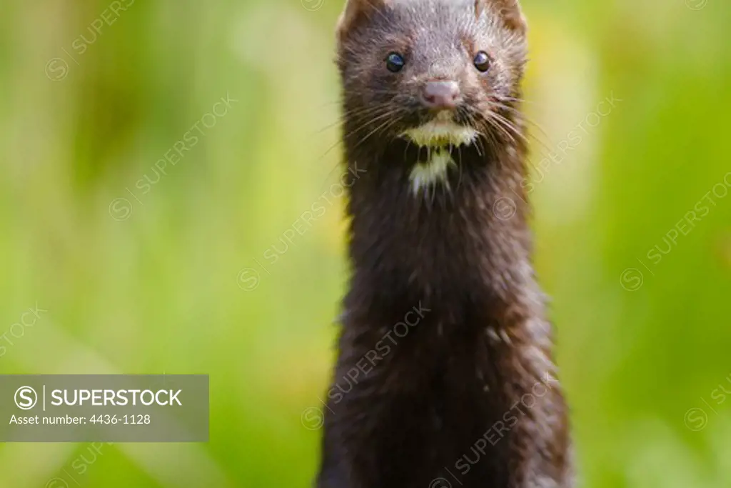 Close-up of American mink (Neovison vison)