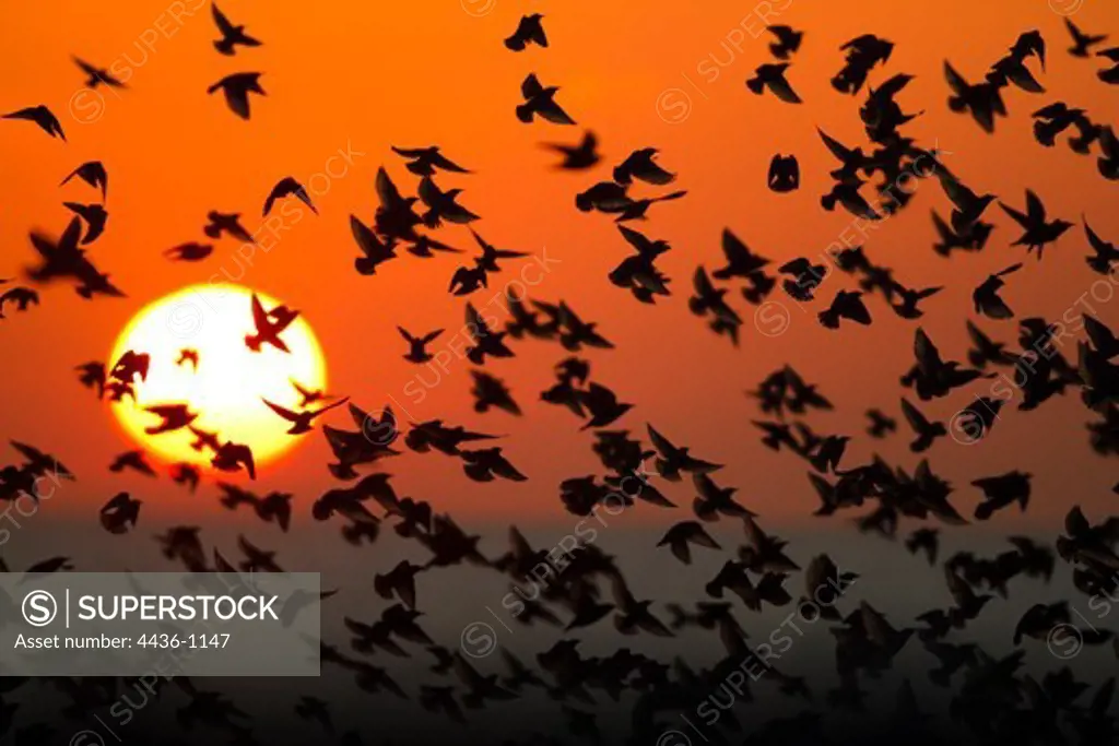 Silhouette of flock of Common Starlings (Sturnus vulgaris) flying at dusk