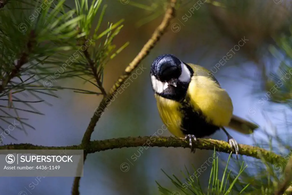 Great Tit (Parus major) perching on a branch