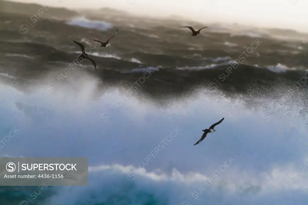 Pomarine Skuas (Stercorarius pomarinus) migrating