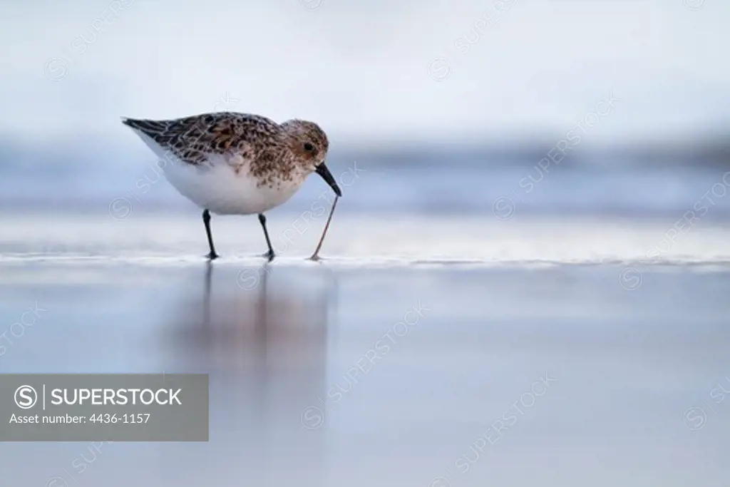 Sanderling (Calidris alba) pulling up worms on the beach, Outer Hebrides, Scotland