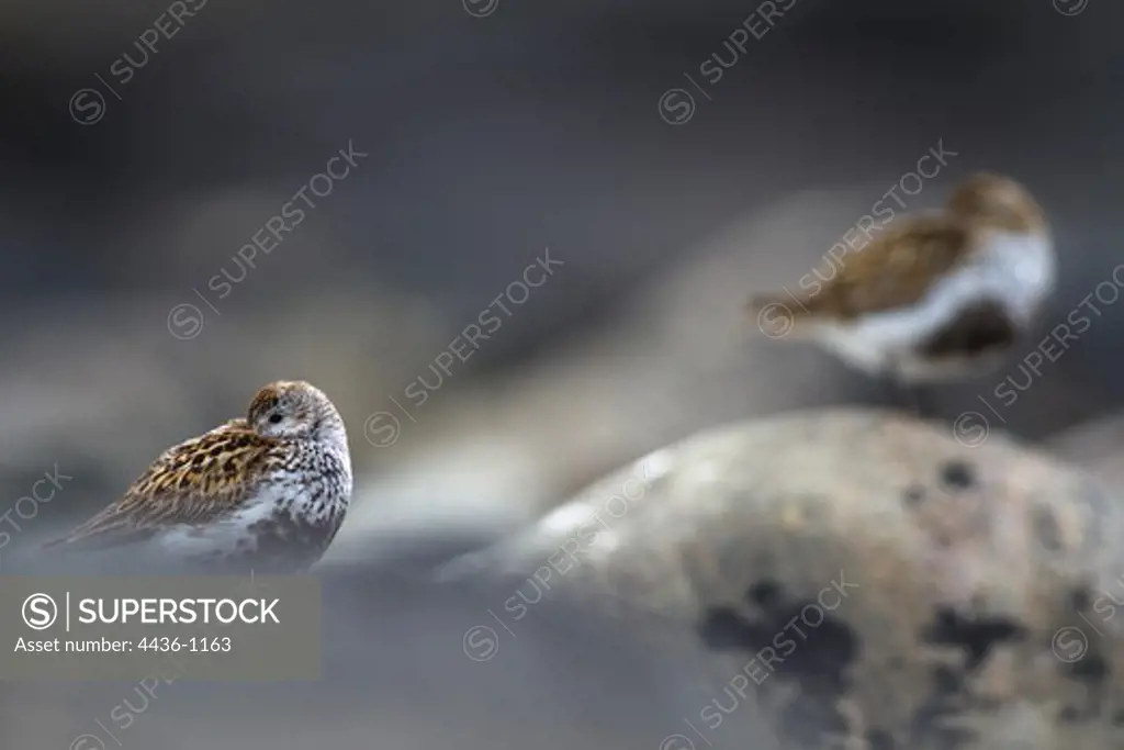 Close-up of two Dunlins (Calidris alpina) perching on rocks