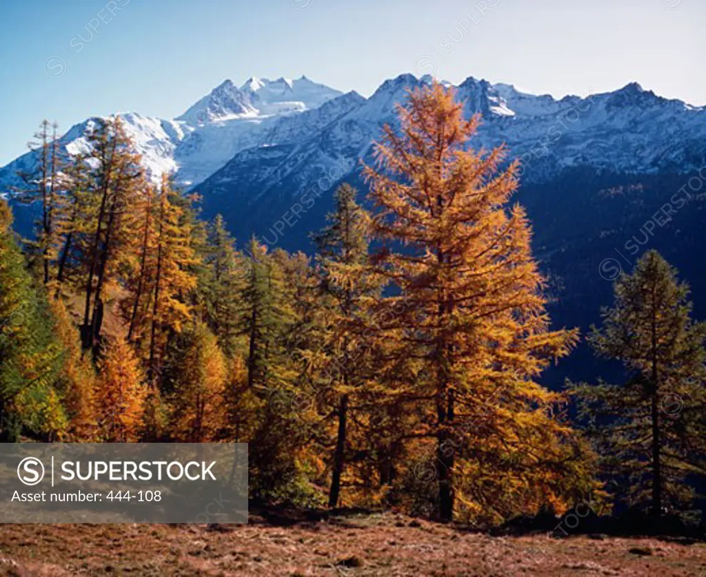 Autumnal trees in a forest with mountains in the background, Mischabel, Valais, Switzerland