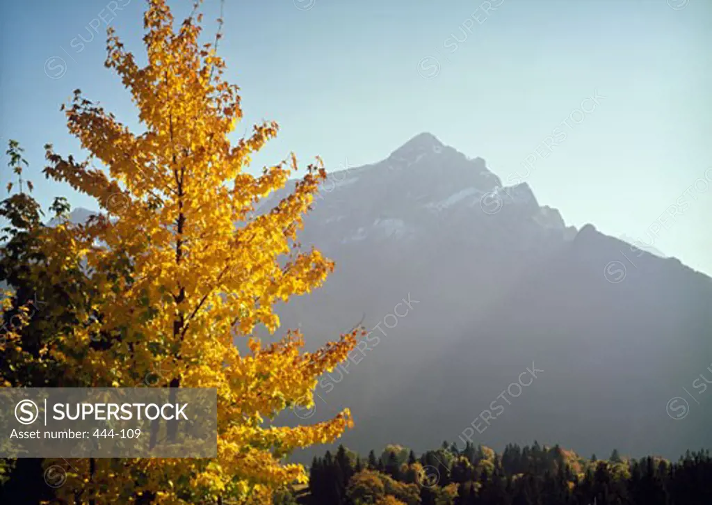 Autumnal tree with a mountain in the background, Glarus, Switzerland