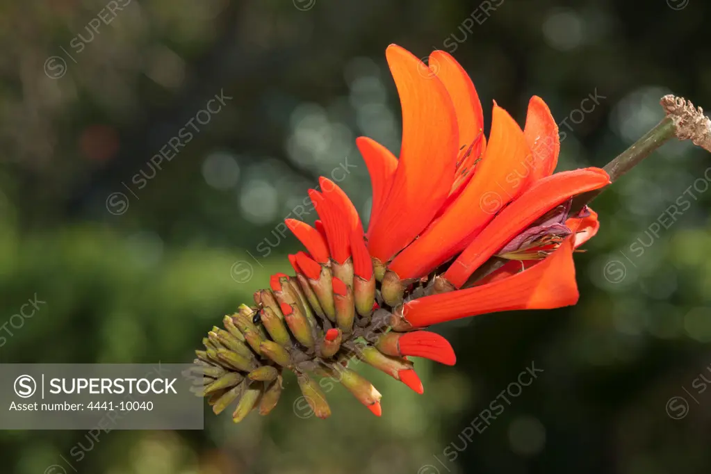 Common Coral Tree, Lucky Bean Tree, Kaffir Boom, Transvaal Kafferboom (Erythrina lysistemon) Flower. Isimangaliso Wetland Park (Greater St Lucia Wetland Park). KwaZulu Natal. South Africa