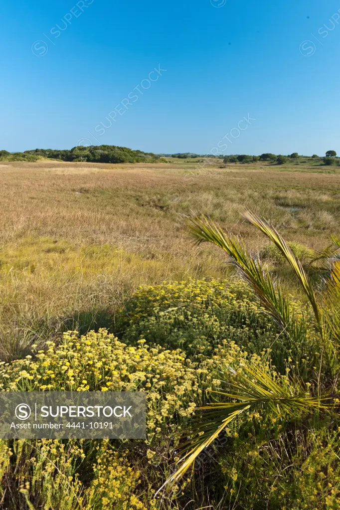 Typical grasslands to the west of the coastal duned in the Maputaland Coastal Forest Reserve. Isimangaliso Wetland Park (Greater St Lucia Wetland Park). Manguzi (Kwangwanase). Maputaland. KwaZulu Natal. South Africa.