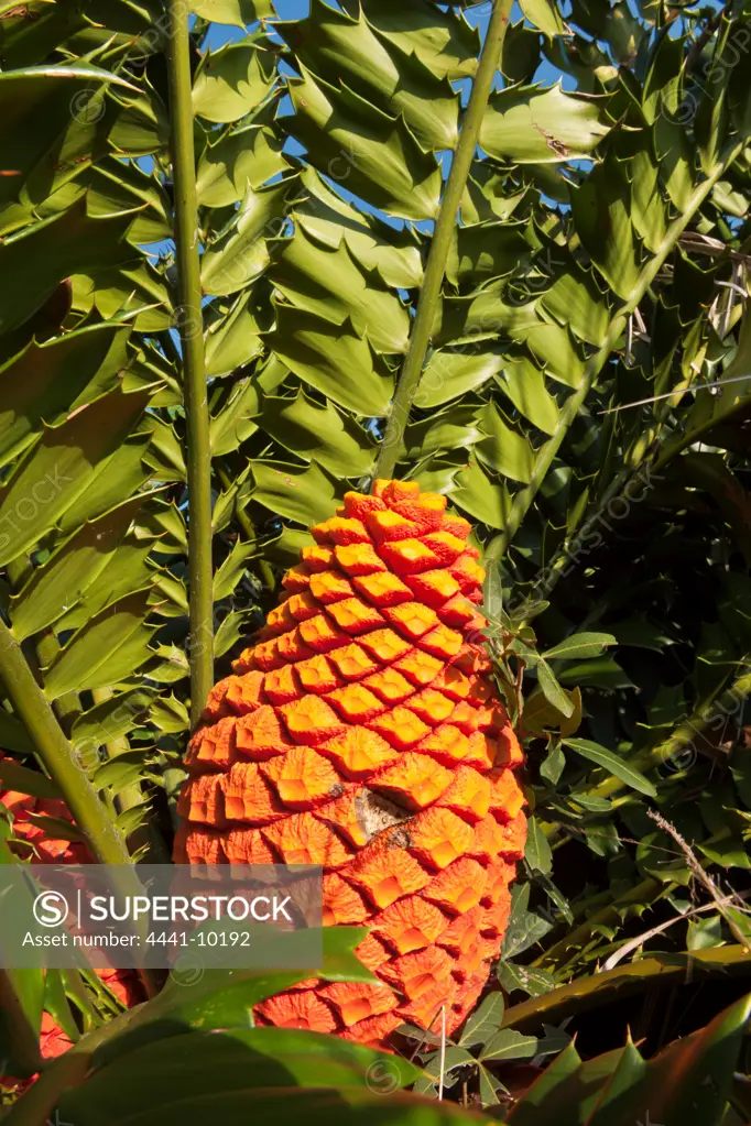 Zululand (Tongaland)  Cycad (Encephalartos ferox) showing cone. Maputaland Coastal Forest Reserve. Isimangaliso Wetland Park (Greater St Lucia Wetland Park). Manguzi (Kwangwanase). Maputaland. KwaZulu Natal. South Africa.