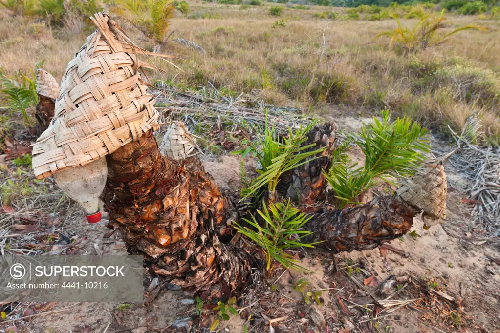 Senegal Date Palm or Wild Date Palm (Phoenix reclinata) being tapped for the production of lala wine. Maputaland Coastal Forest Reserve. Isimangaliso Wetland Park (Greater St Lucia Wetland Park). Manguzi (Kwangwanase). Maputaland. KwaZulu Natal. South Africa.