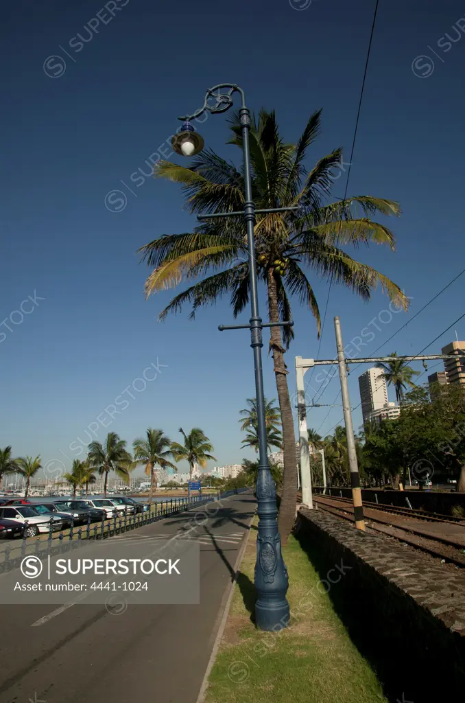 Palm trees on the Victoria Embankment. Durban. KwaZulu Natal. South Africa.