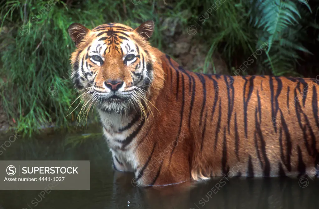Sumatran Tiger. Singapore Zoo.               s-v1.0