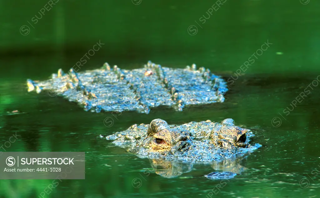Nile Crocodile in water. Greater St Lucia Wetland Park. KwaZulu-Natal. South Africa.               s-v1.0