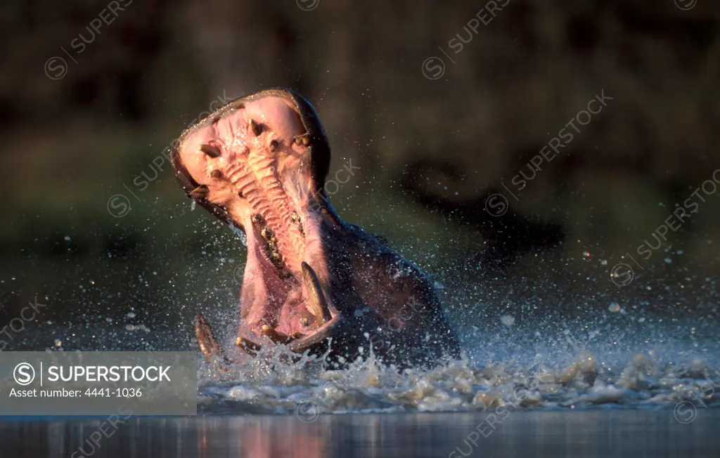 Hippopotamus. Mala Mala. Mpumalanga. South Africa.
