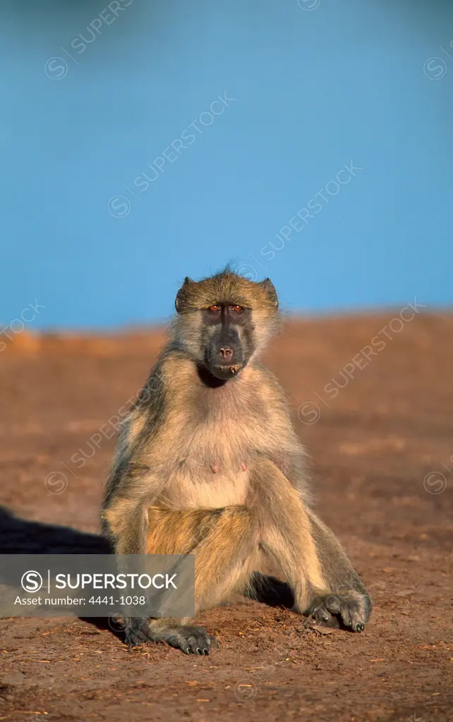 Chakma Baboon sitting in veld. Hwange National Park. Zimbabwe.               s-v1.0