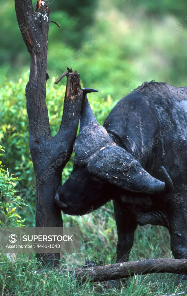 Buffalo scratching against tree stump.  MalaMala Game Reserve. Mpumalanga. South Africa