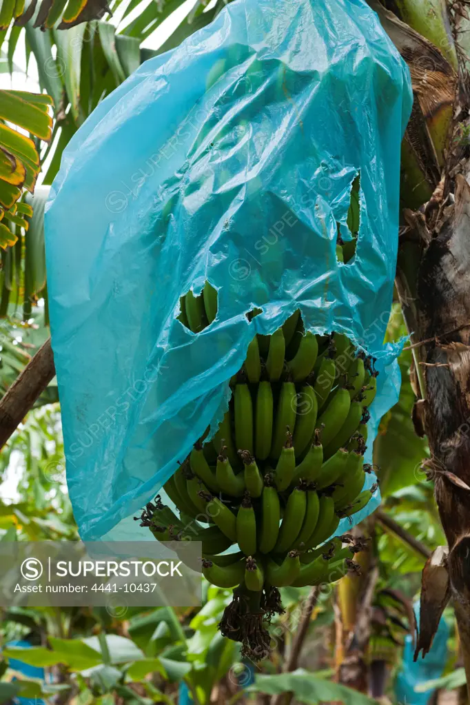 Banana Plantation. Blue plastic coverings to prevent UV damage. Ramsgate. KwaZulu Natal South Coast.Natal South Africa