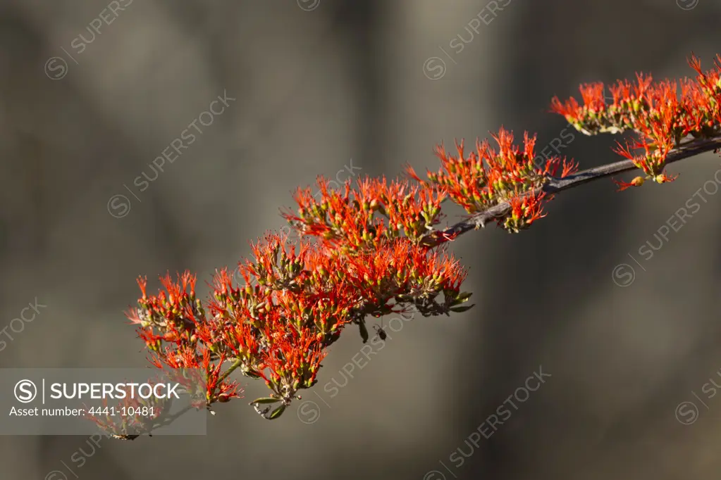 Flame Creeper (Combretum microphyllum) Kruger National Park. Mpumalanga. South Africa