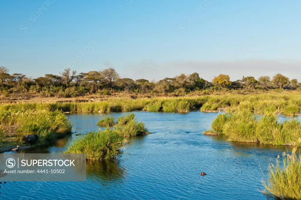 View on the Sabie River with Hippo or Hippopotamus (Hippopotamus amphibius), Goliath Heron (Ardea goliath) and African buffalo or Cape buffalo (Syncerus caffer). Near Lower Sabie Camp. Kruger National Park. Mpumalanga. South Africa.