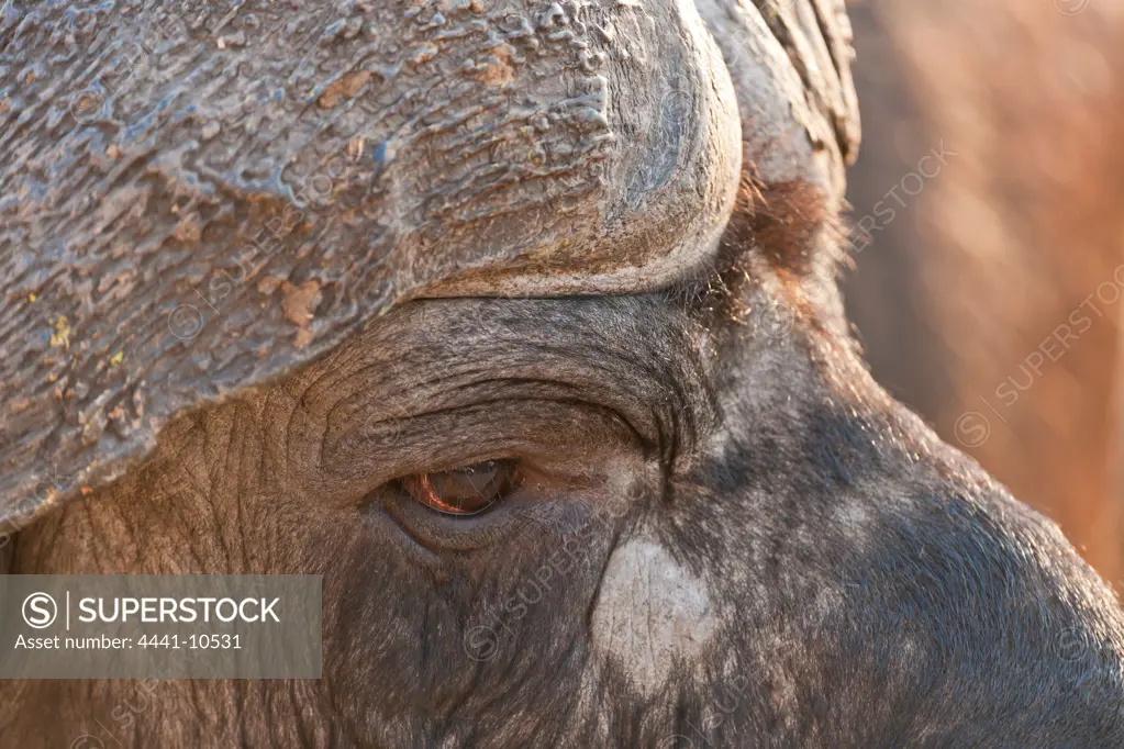 African Buffalo or Cape Buffalo (Syncerus caffer). Near Olifants Camp. Kruger National Park. Mpumalanga. South Africa.