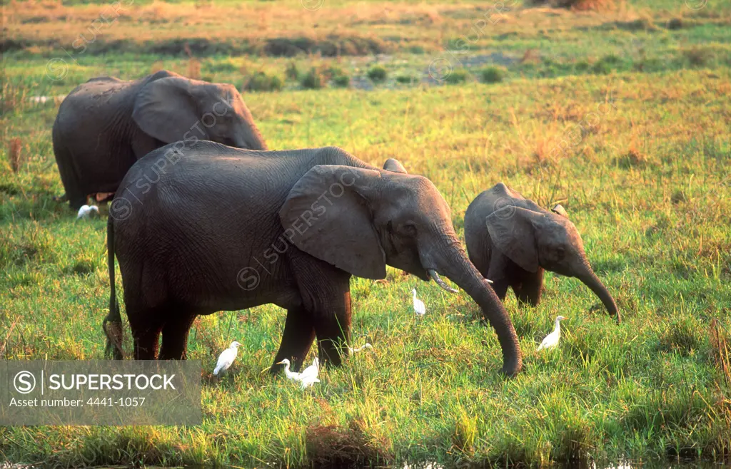 Elephants feeding in wetland. Mana Pools National Park.  Zimbabwe               s-v1.0