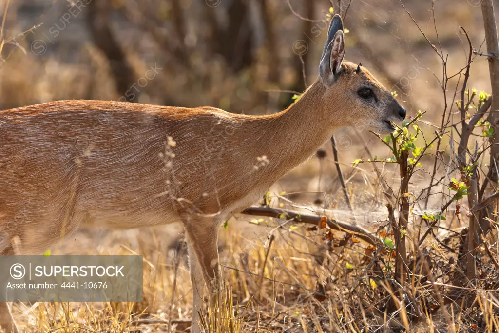 Sharpe's or Northern Grysbok (Raphicerus sharpei) near Punda Maria Camp. Kruger National Park. Mpumalanga. South Africa.