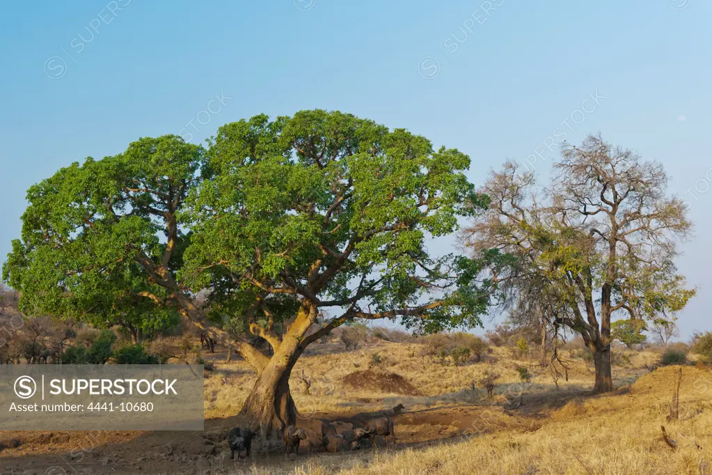 African buffalo, affalo or Cape buffalo (Syncerus caffer) under a ficus (Fig)  tree. Near Punda Maria. Kruger National Park. Mpumalanga. South Africa