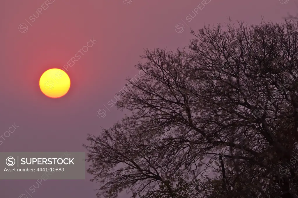 Sunrise behing a   Knob Thorn (Acacia Nigrescens) near Punda Maria Camp. Kruger National Park. Mpumalanga. South Africa