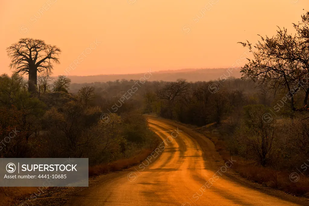 View of Baobab Hill is just to the west of the H1-8 that links Punda Maria Camp to the Pafuri area in the north of the Kruger Park.  Kruger National Park. Mpumalanga. South Africa.