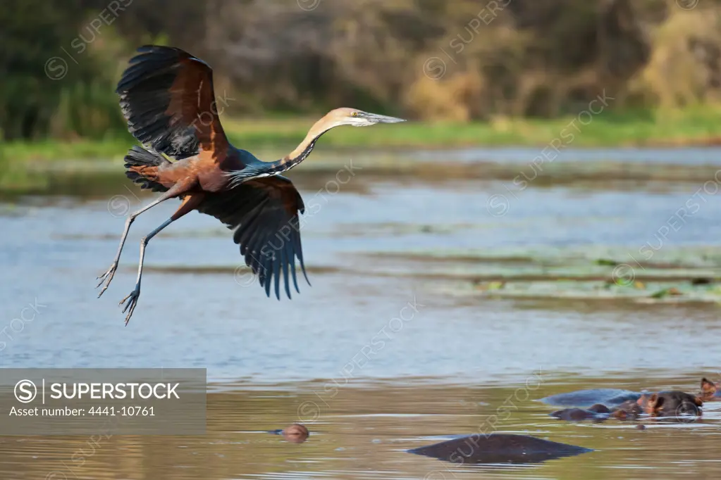 Goliath Heron (Ardea goliath). Lake Panic. Skukuza. Kruger National Park. Mpumalanga. South Africa. This is the world's largest heron