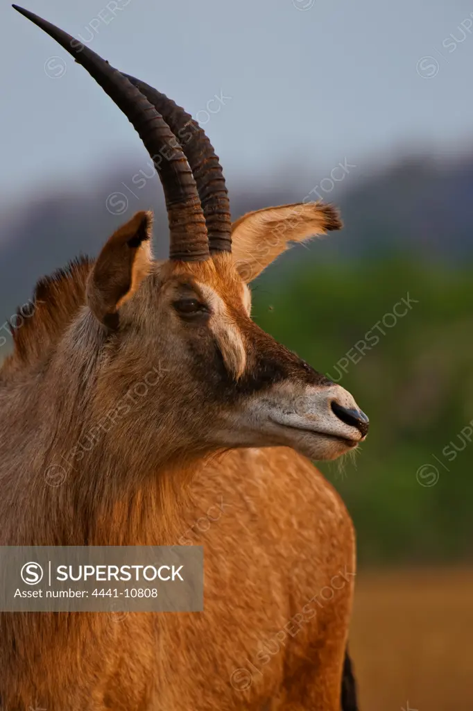 Roan Antelope (Hippotragus equinus). Mlilwane Wildlife Sanctuary. Malkerns. Swaziland.
