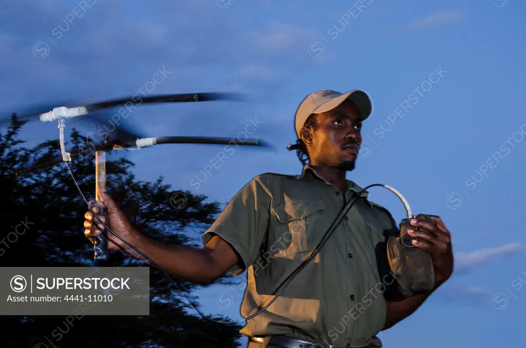 Researcher tracking lions using telemetry equipment. Phinda / Munyawana / Zuka Game Reserve.  KwaZulu Natal. South Africa