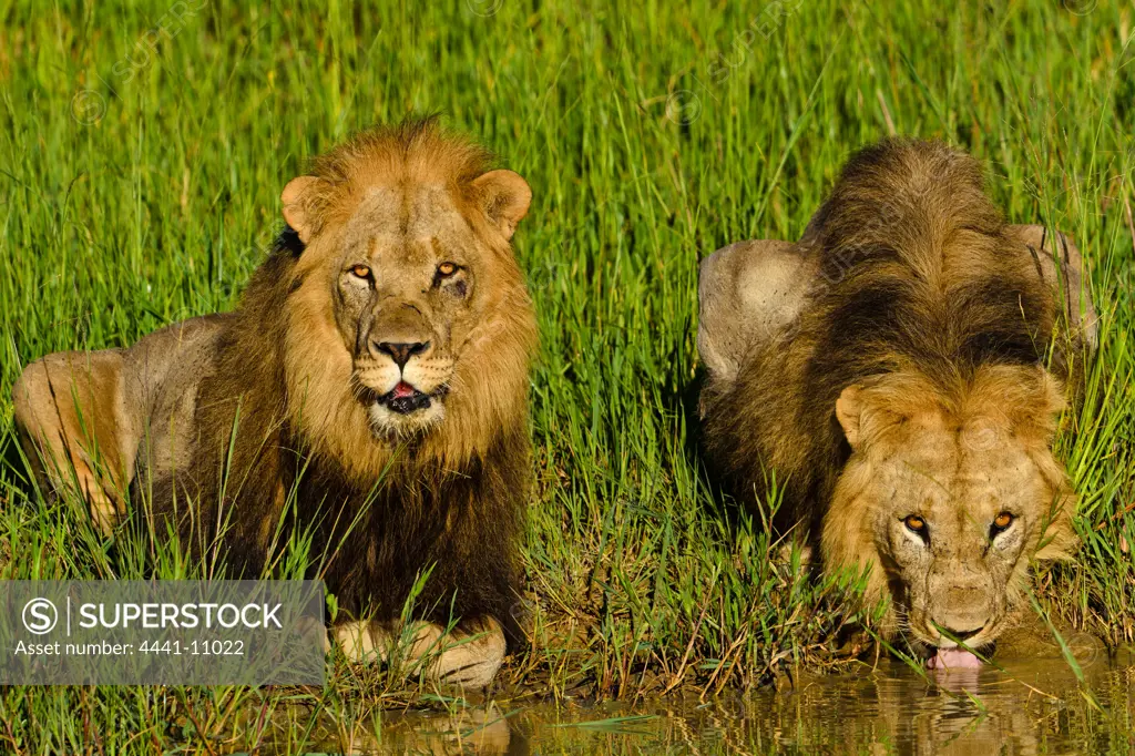Lion (Panthera leo) male coalition drinking. Phinda / Munyawana / Zuka Game Reserve.  KwaZulu Natal. South Africa