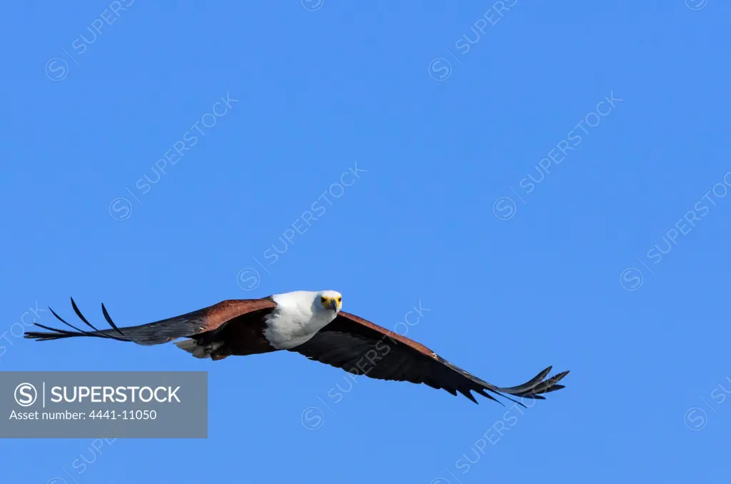 African Fish Eagle (Haliaeetus vocifer) catching a fish. It is a large species of eagle that is found throughout sub-Saharan Africa. It is the national bird of Zimbabwe and Zambia. Chobe National Park. Botswana