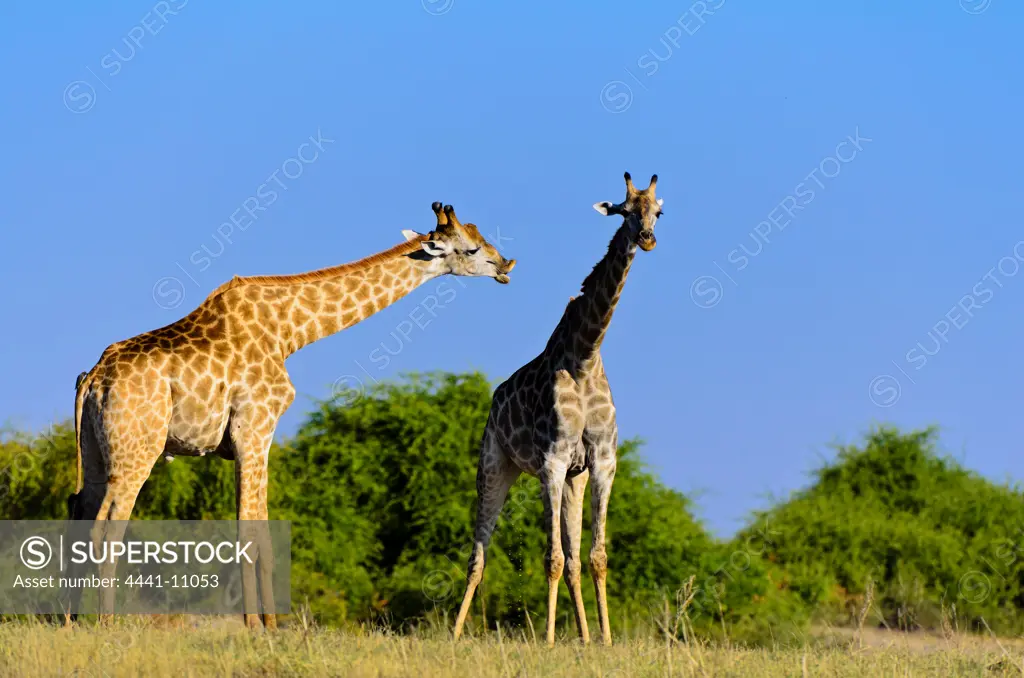 Giraffe (Giraffa camelopardalis). The male on the left showing a flehmen response. Animals draw back their lips which makes them appear to be 'grimacing' or 'smirking',  adopted when smelling scents left by other animals.
