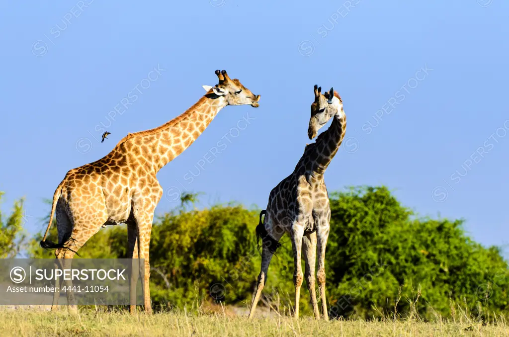Giraffe (Giraffa camelopardalis). The male on the left showing a flehmen response. Animals draw back their lips which makes them appear to be 'grimacing' or 'smirking',  adopted when smelling scents left by other animals.