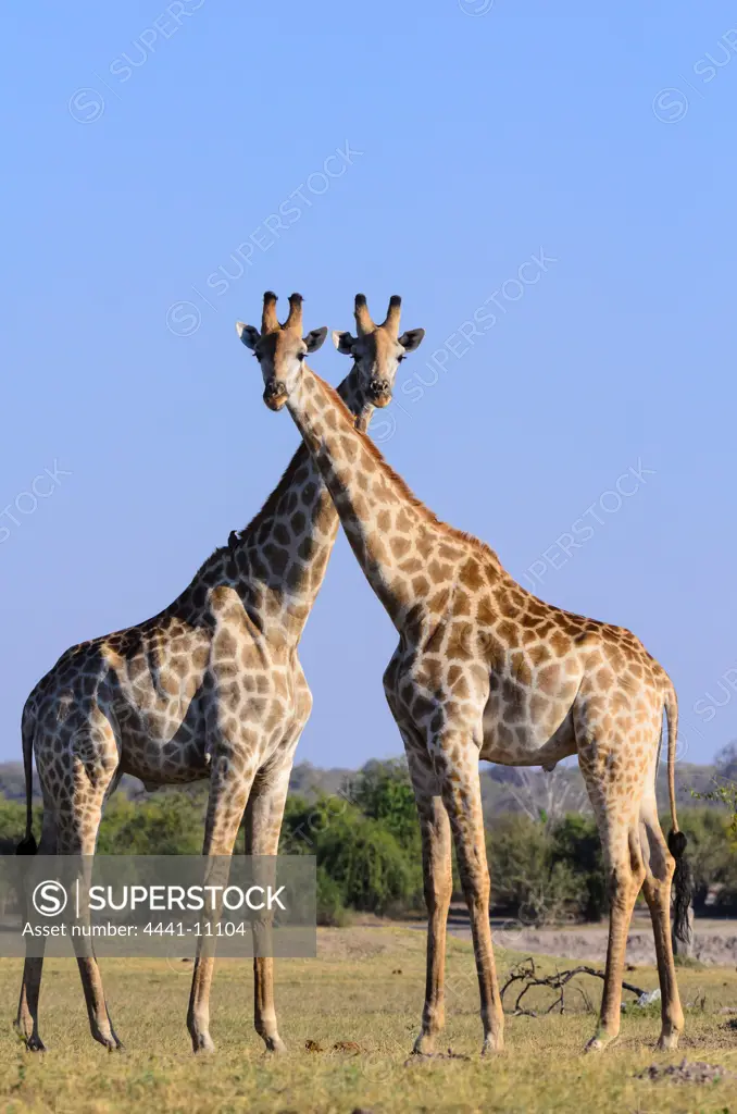 Giraffe (Giraffa camelopardalis) is an African even-toed ungulate mammal, the tallest living terrestrial animal and the largest ruminant. Its binomial name refers to its camel-like appearance and the patches of color on its fur. Chobe National Park. Botswana