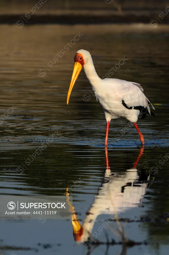 Yellow-billed (yellowbilled) Stork (Mycteria ibis). Chobe National Park. Botswana