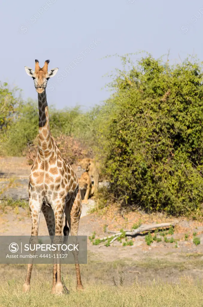 Lions (Panthera leo) hunting Giraffe (Giraffa camelopardalis). Chobe National Park. Botswana