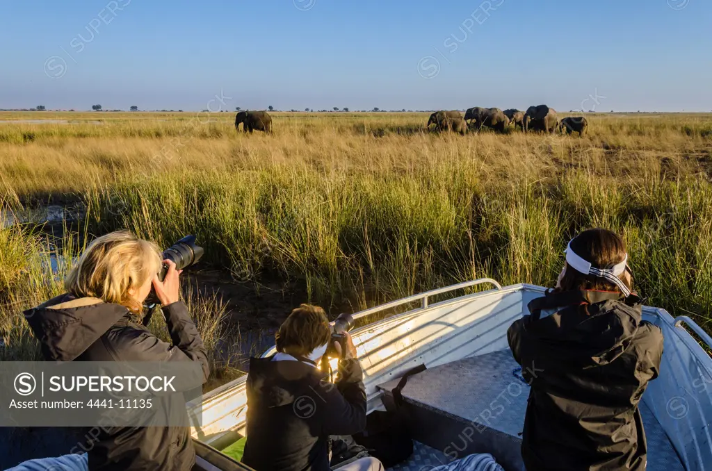 Tourists on an Africa Imagery Photo Safari photographing African bush elephant or African savanna elephant (Loxodonta africana). Chobe National Park. Botswana
