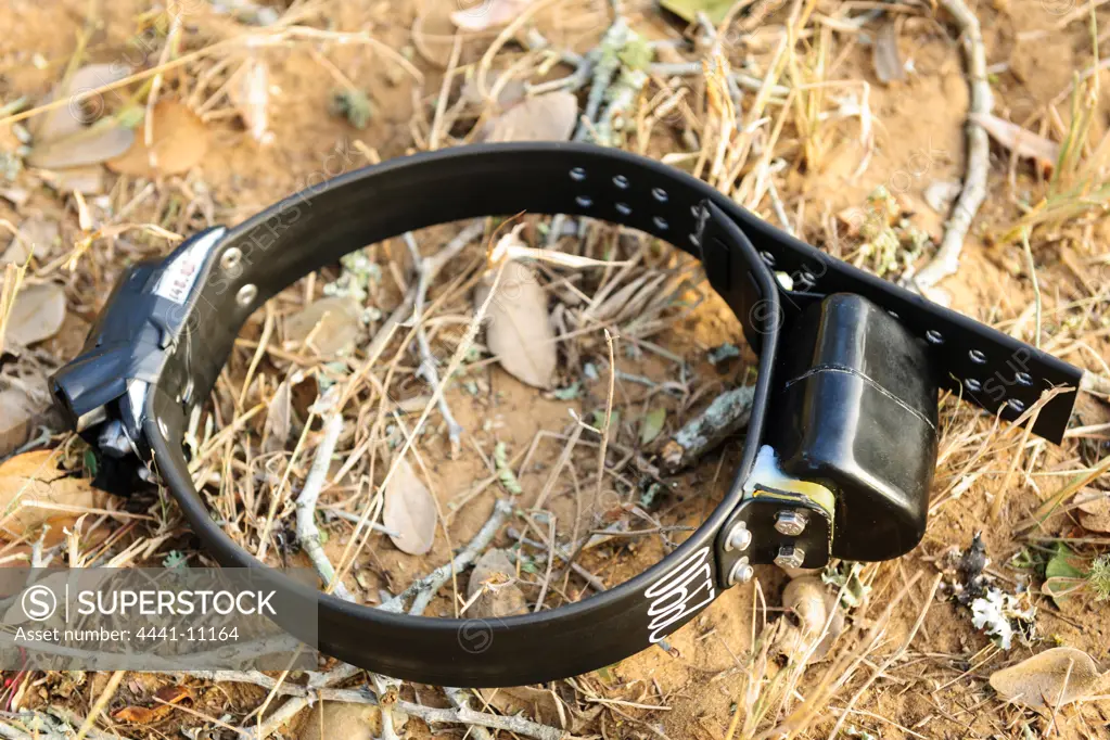 Lion (Panthera leo) radio collar. Phinda / Munyawana / Zuka Game Reserve.  KwaZulu Natal. South Africa