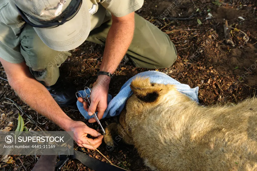 Scientists and researchers collecting  tissue samples on a Lion (Panthera leo) for DNA analysis. Phinda / Munyawana / Zuka Game Reserve.  KwaZulu Natal. South Africa