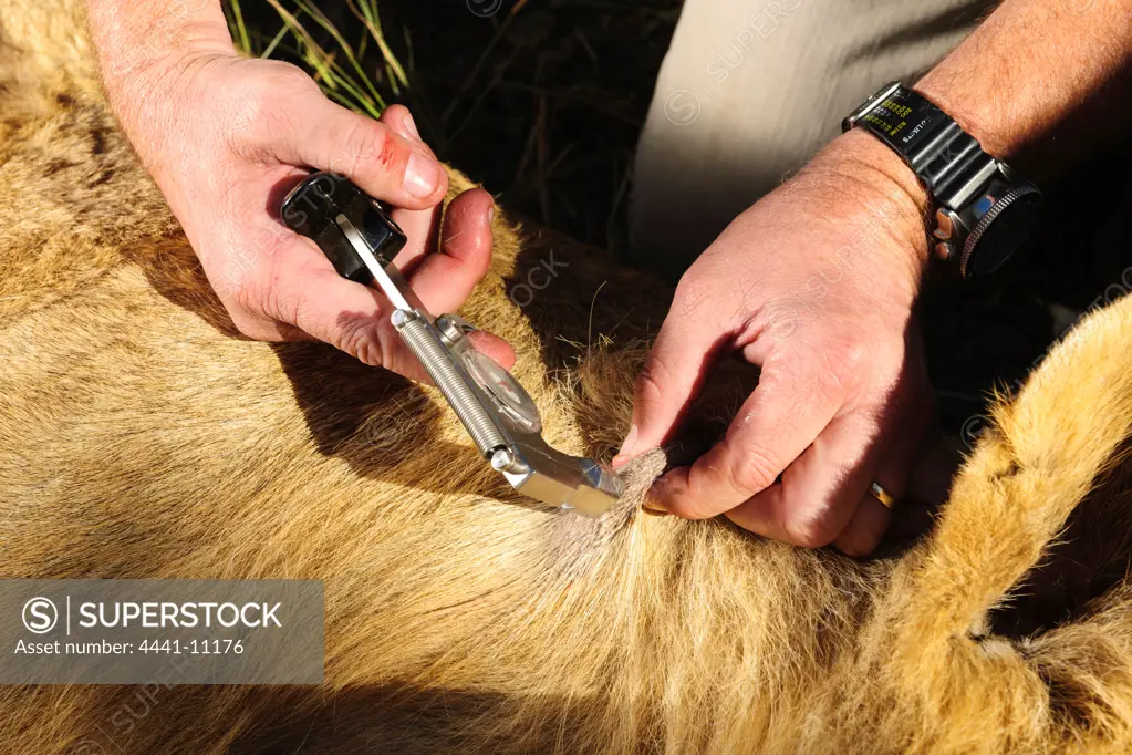 A vet testing a Lion (Panthera leo) for BTB (Bovine tuberculosis) TB. Phinda / Munyawana / Zuka Game Reserve.  KwaZulu Natal. South Africa