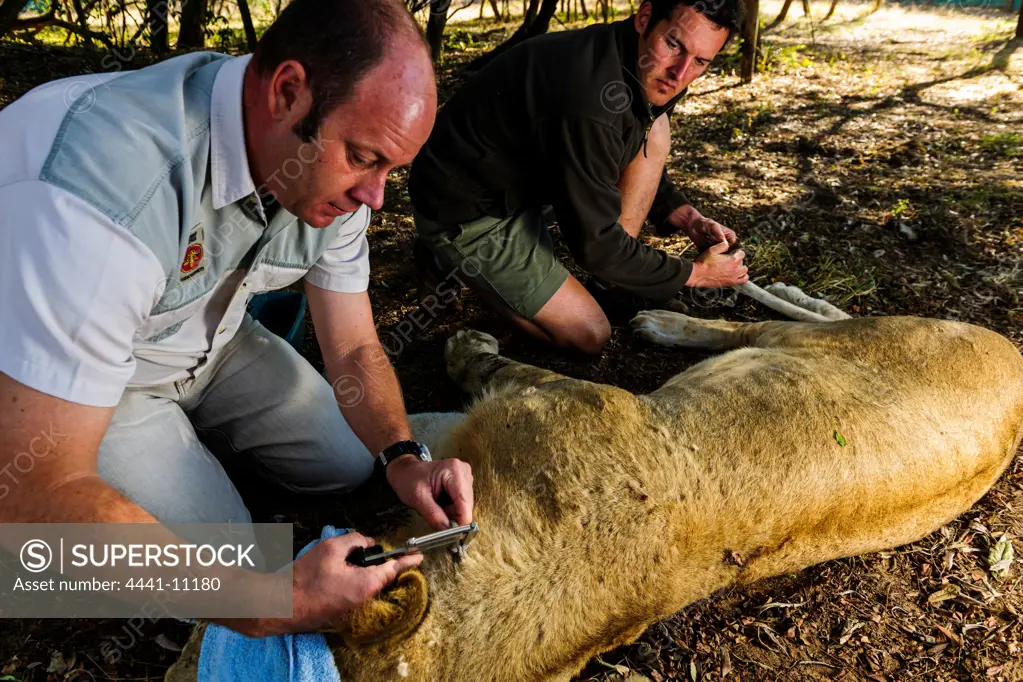 A vet testing a Lion (Panthera leo) for BTB (Bovine tuberculosis) TB. Phinda / Munyawana / Zuka Game Reserve.  KwaZulu Natal. South Africa
