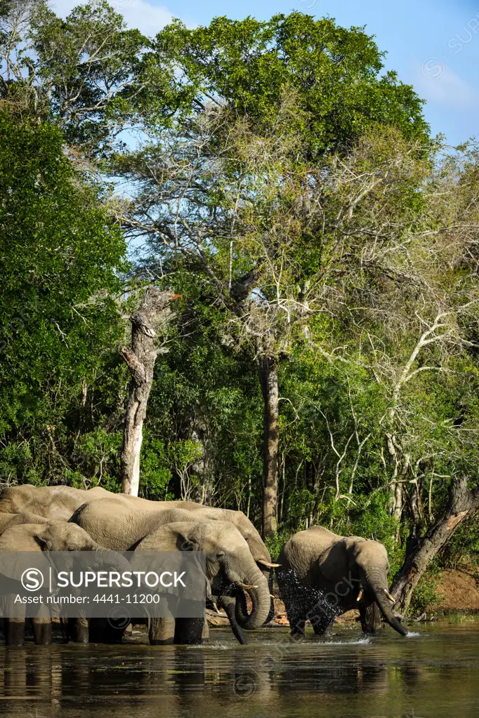 African bush elephant or African savanna elephant (Loxodonta africana) drinking. Phinda / Munyawana / Zuka Game Reserve.  KwaZulu Natal. South Africa