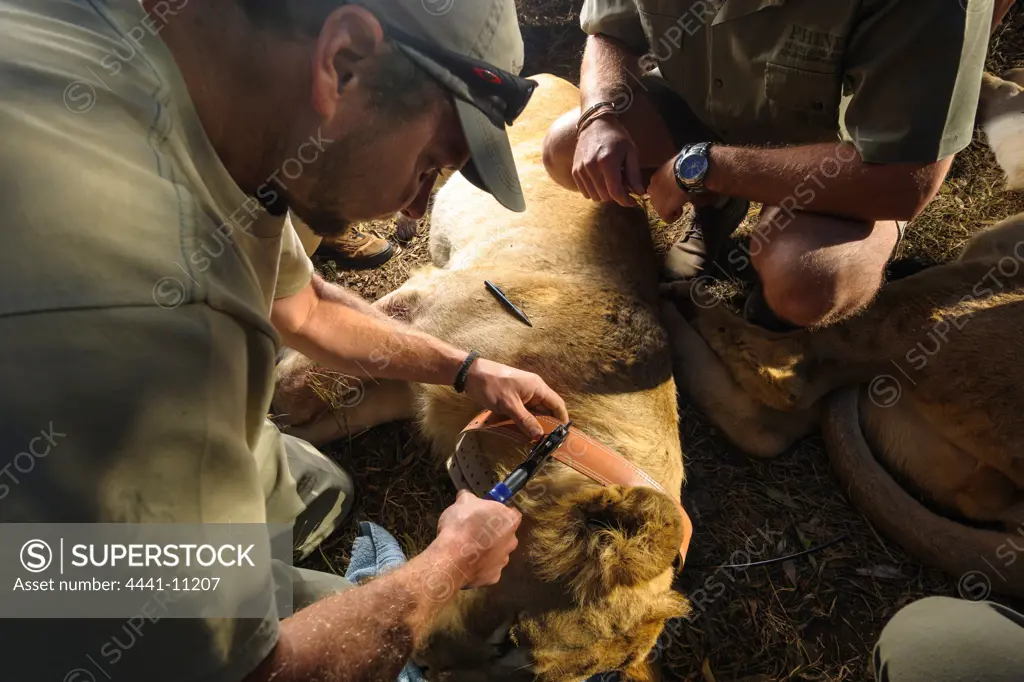Fitting radio collars to Lion (Panthera leo). Phinda / Munyawana / Zuka Game Reserve.  KwaZulu Natal. South Africa