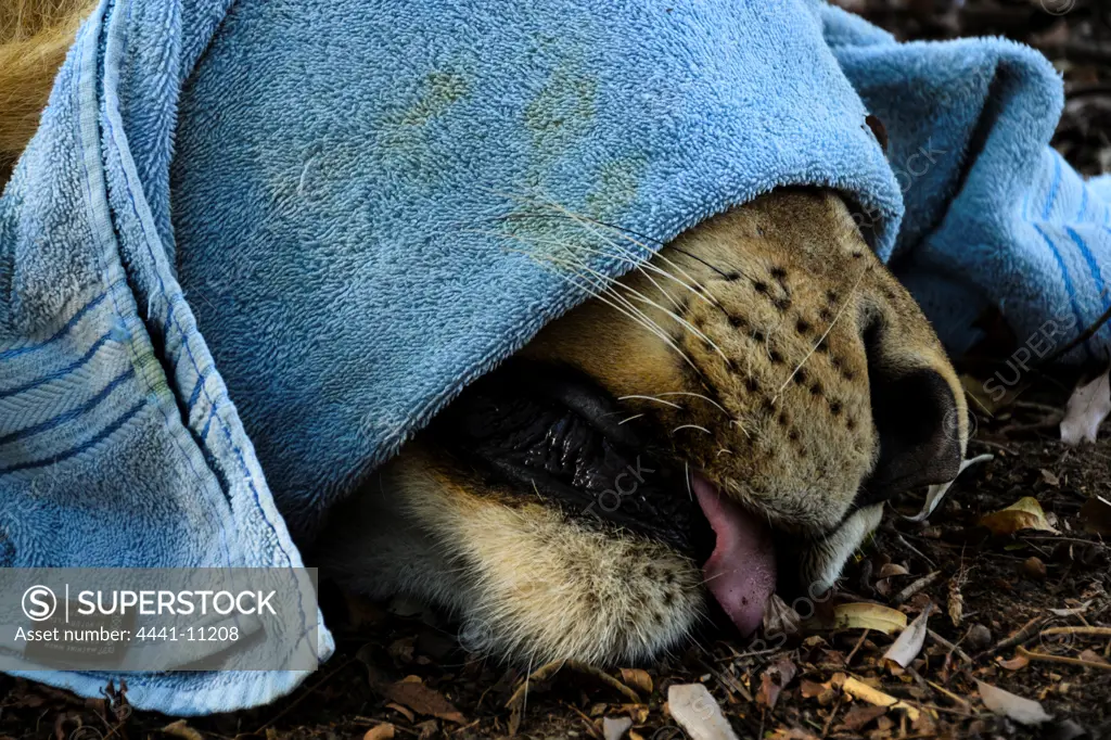 Researcher covering they eyes of a Lion (Panthera leo) during capture for translocation. Phinda / Munyawana / Zuka Game Reserve.  KwaZulu Natal. South Africa