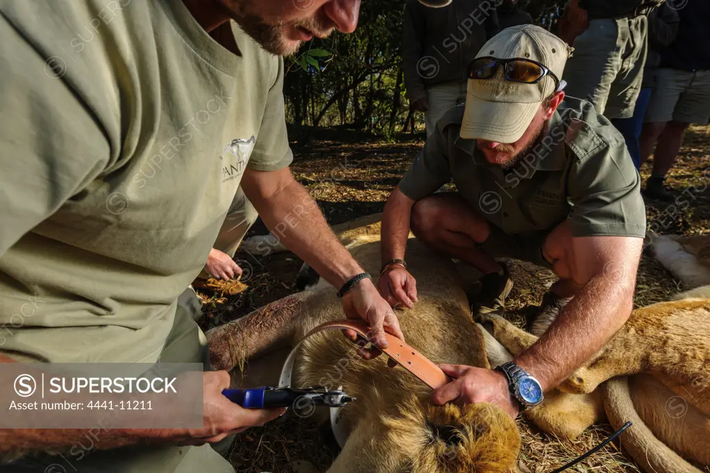 Fitting radio collars to Lion (Panthera leo). Phinda / Munyawana / Zuka Game Reserve.  KwaZulu Natal. South Africa