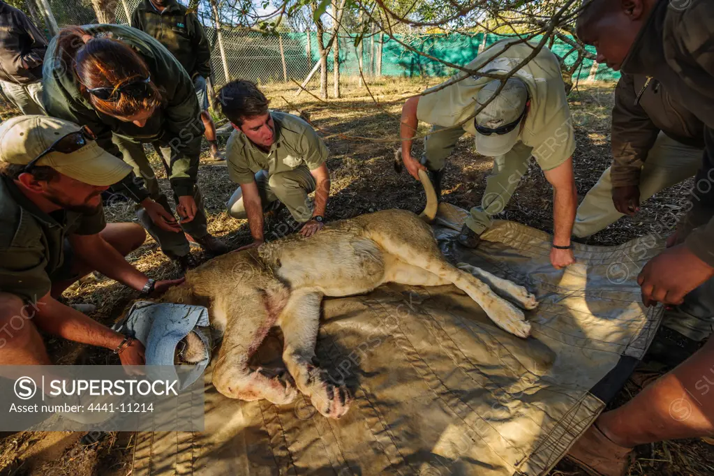 Lion (Panthera leo) capture for translocation. Phinda / Munyawana / Zuka Game Reserve.  KwaZulu Natal. South Africa