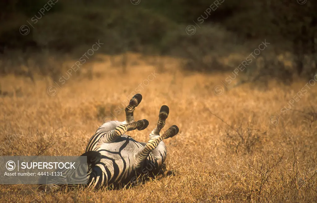 Zebra rolling in grass. MalaMala Game Reserve. Mpumalanga. South Africa.