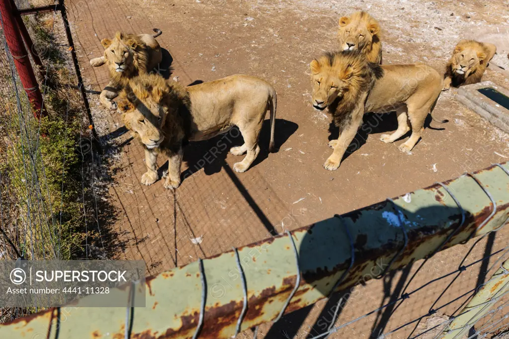 Captive lions. (Panthera leo). Free State. South Africa