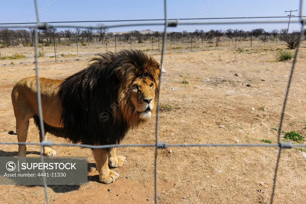 Captive lions. (Panthera leo). Free State. South Africa